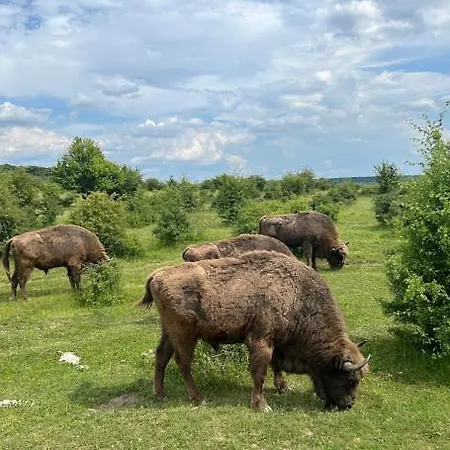 Luxusní stan Stan V Prirode U Prahy Sojovice